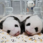 上野動物園・パンダの赤ちゃんの名前発表『シャオシャオ』と『レイレイ』